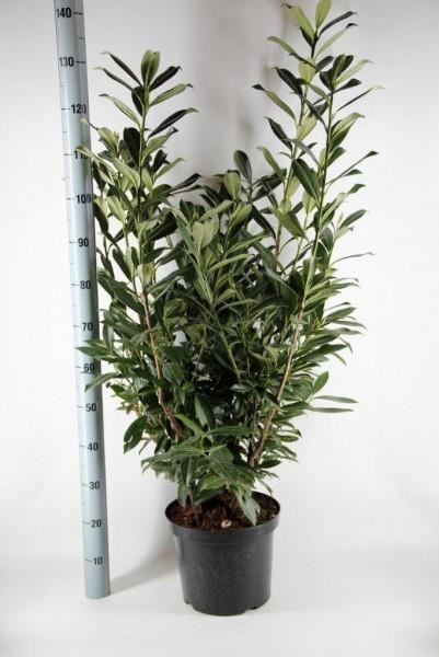 Prunus laurocerasus'Caucasica'- pot 12L - 125-150 cm afbeelding