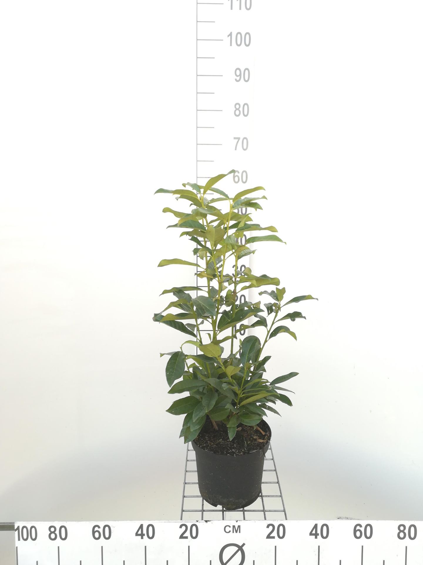 Prunus laurocerasus'Mariblon'(Genolia) - pot - 40-60 cm afbeelding