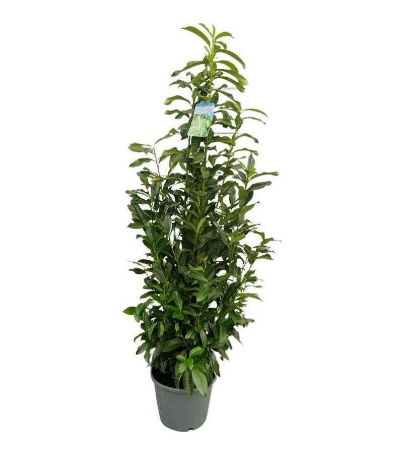 Prunus laurocerasus'Mariblon'(Genolia) - pot 12L - 100-125 cm afbeelding