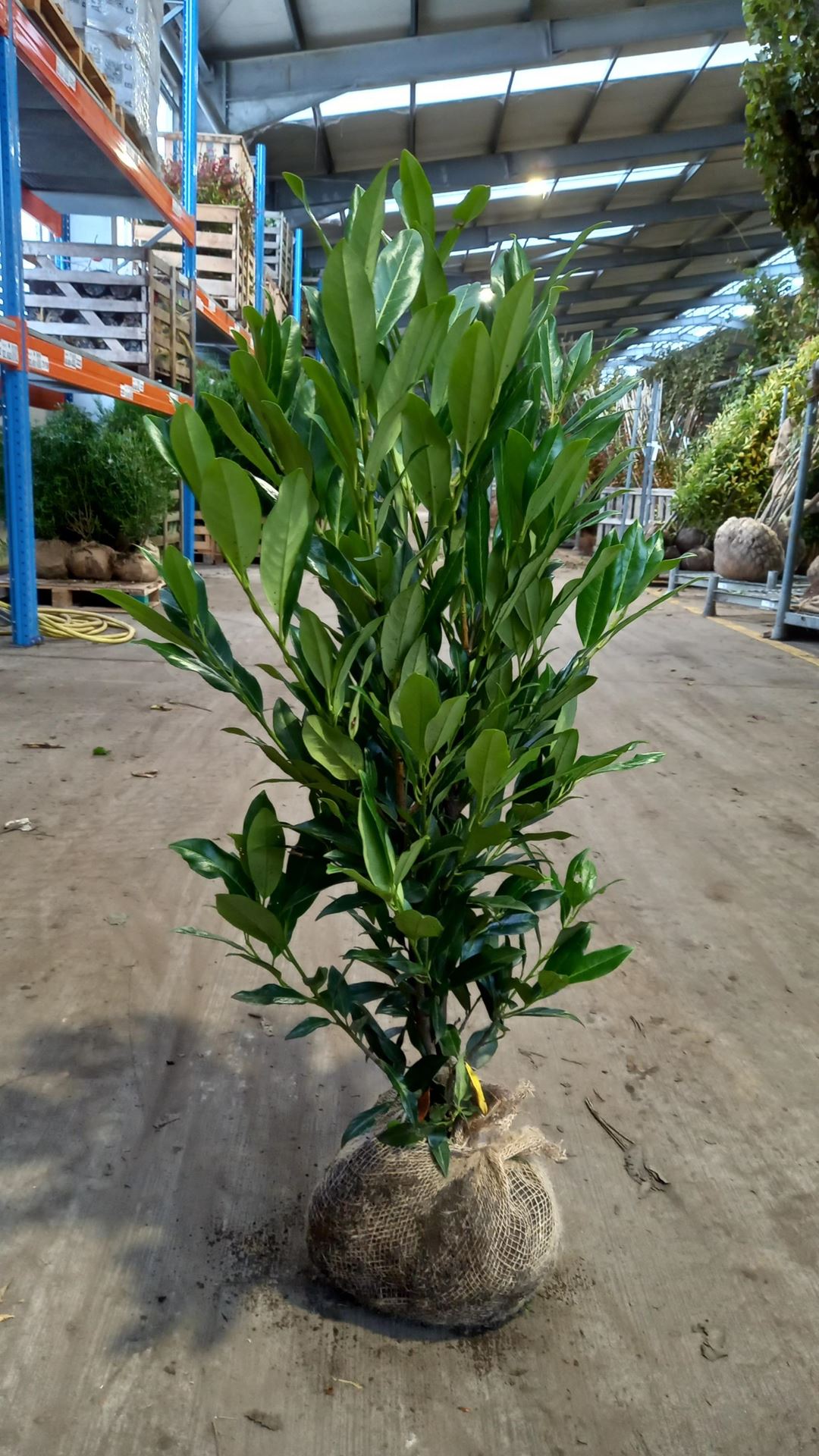 Prunus laurocerasus'Herbergii'- aardekluit - 80-100 cm afbeelding