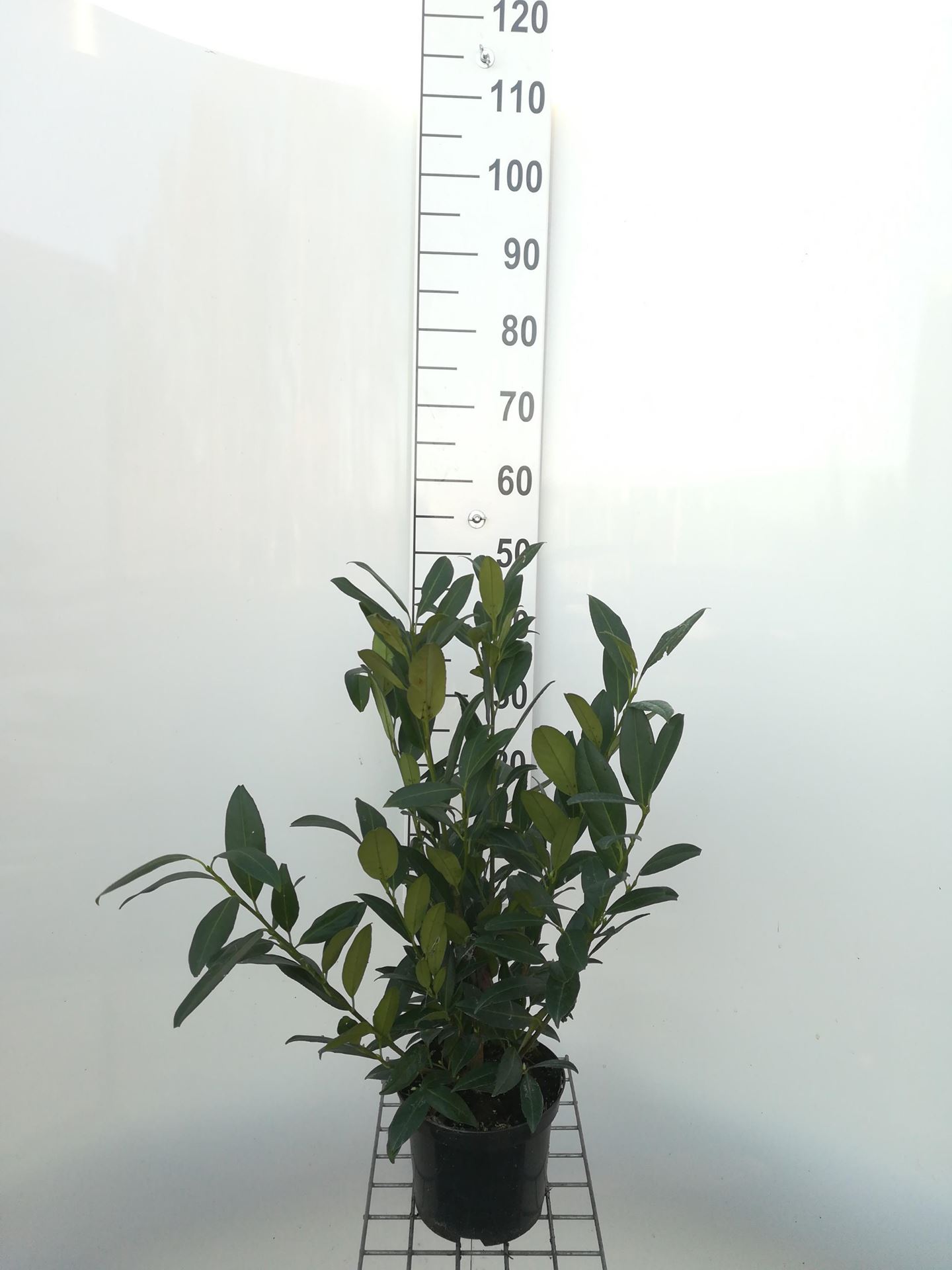 Prunus laurocerasus'Herbergii'- pot - 40-60 cm - Laurierkers afbeelding