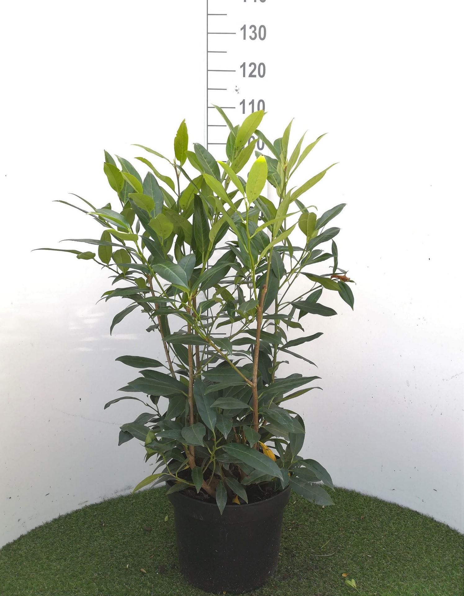 Prunus laurocerasus'Herbergii'- pot 12L - 80-100 cm afbeelding