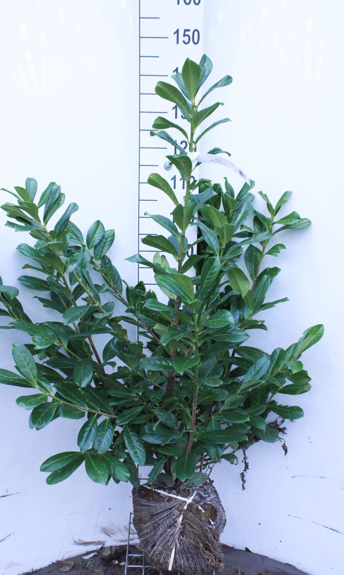 Prunus laurocerasus'Novita'- aardekluit - 125-150 cm - afbeelding