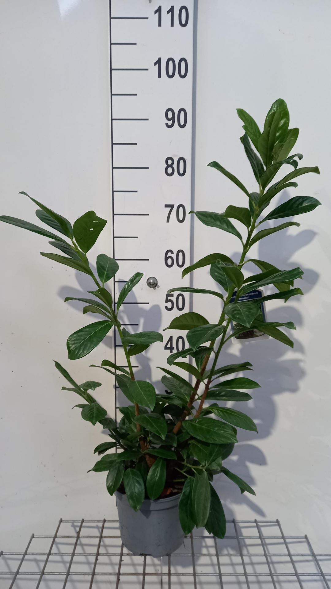 Prunus laurocerasus 'Novita' - pot - 40-60 cm