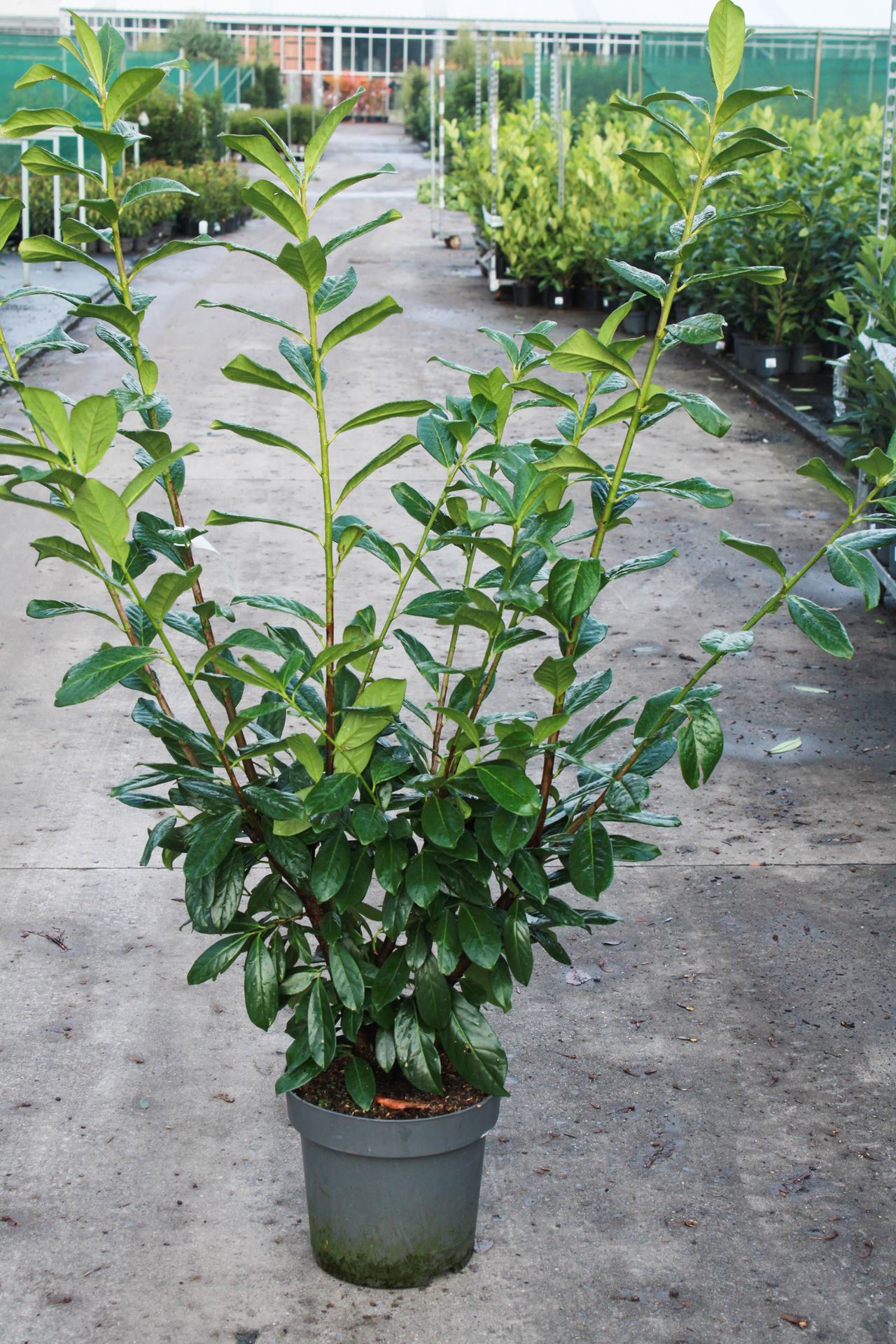 Prunus laurocerasus'Novita'- pot 12L - 125-150 cm afbeelding