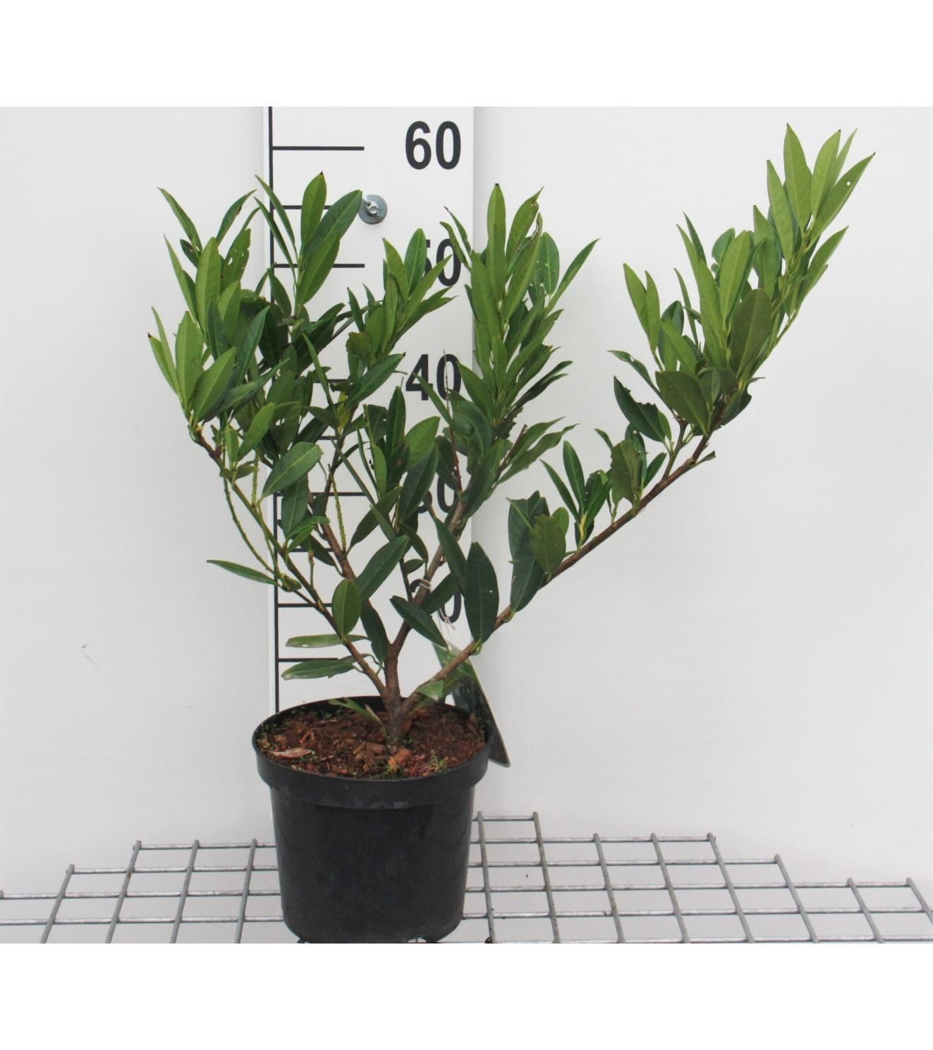Prunus laurocerasus'Otto Luyken'- pot - 30-40 cm afbeelding