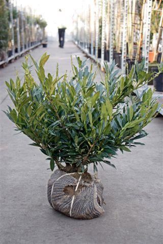 Prunus laurocerasus'Otto Luyken'- aardekluit - 40-50 cm afbeelding