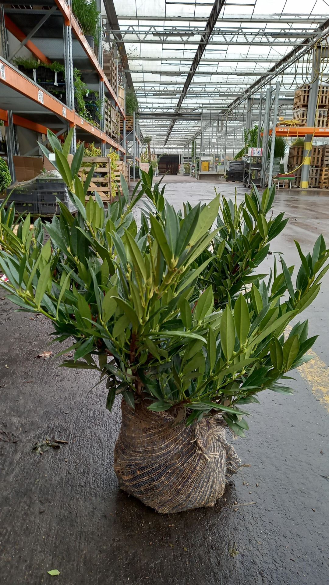 Prunus laurocerasus'Otto Luyken'- aardekluit - 50-60 cm afbeelding