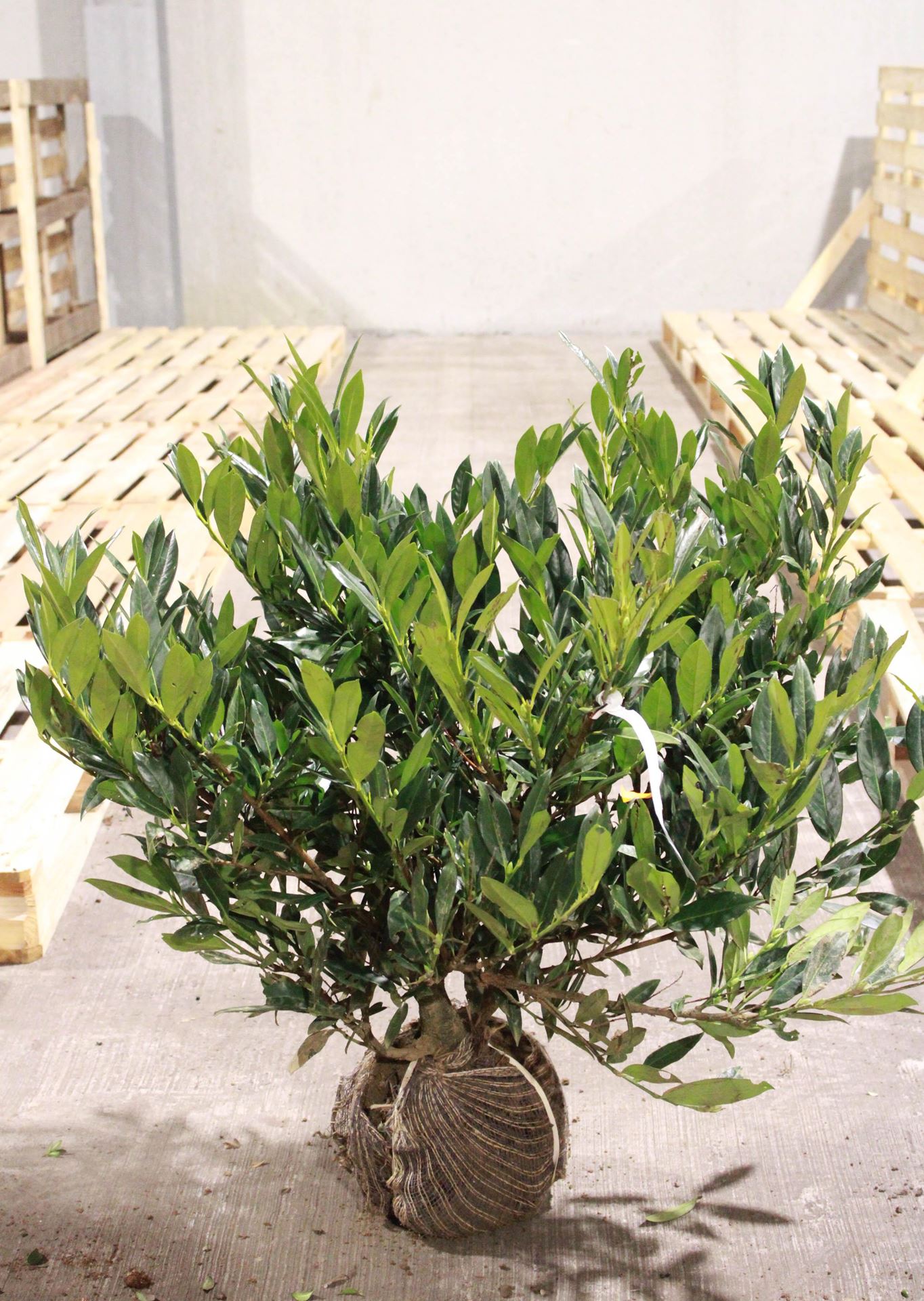 Prunus laurocerasus'Otto Luyken'- aardekluit - 60-80 cm afbeelding