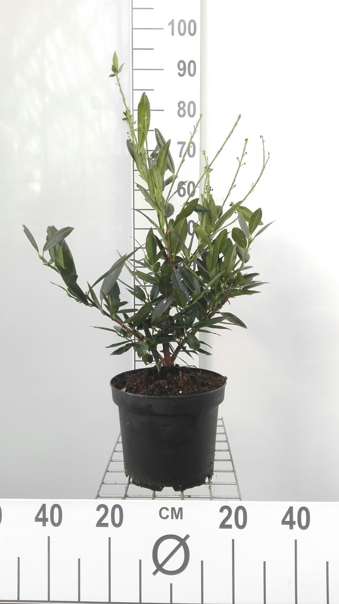 Prunus laurocerasus 'Otto Luyken' - pot 5L - 40-60 cm