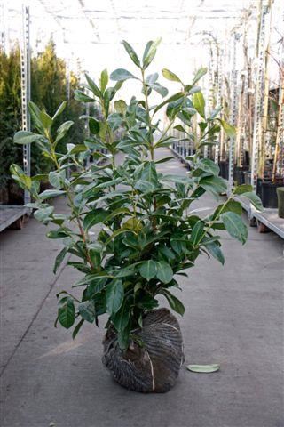 Prunus laurocerasus'Rotundifolia'- aardekluit - 80-100 cm afbeelding
