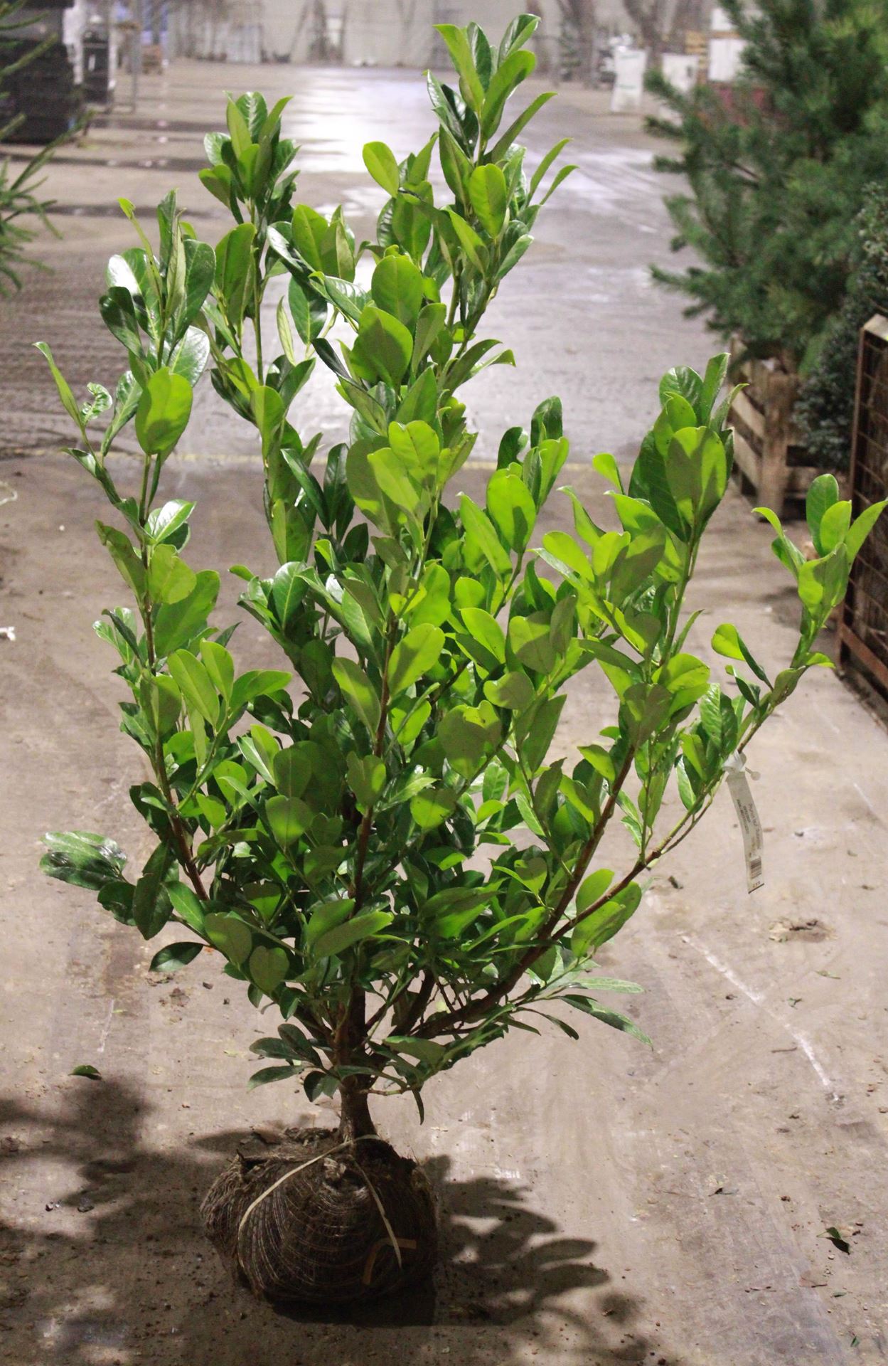 Prunus laurocerasus'Rotundifolia'- aardekluit - 125-150 cm afbeelding