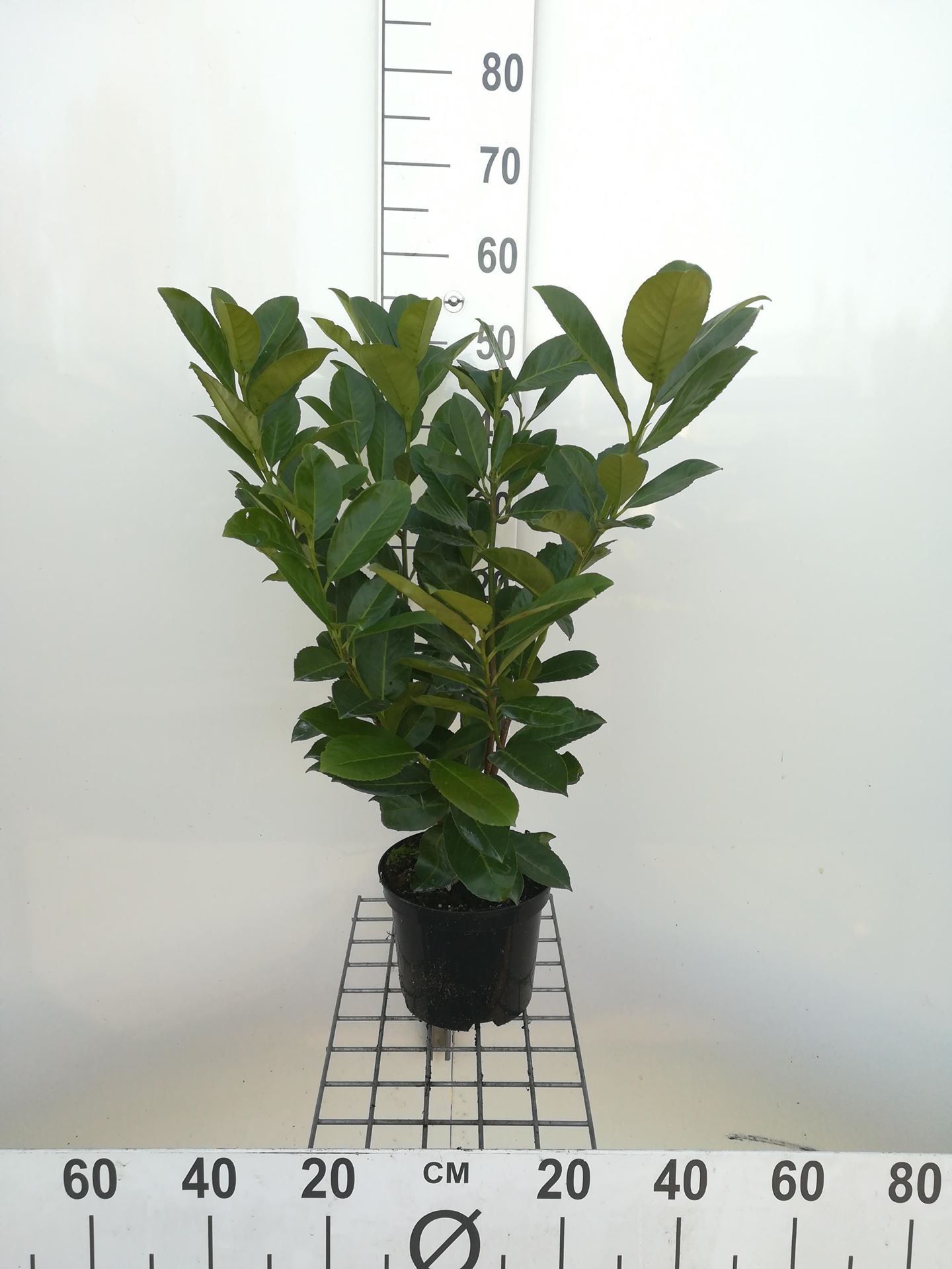 Prunus laurocerasus 'Rotundifolia' - pot - 40-60 cm