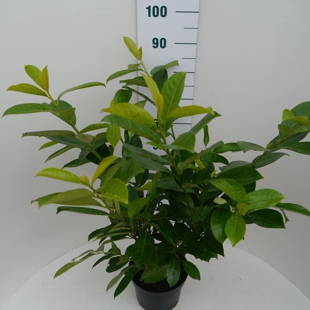 Prunus laurocerasus'Rotundifolia'- pot 5L - 80-100 cm afbeelding
