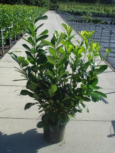 Prunus laurocerasus 'Rotundifolia' - pot 12L - 125-150 cm