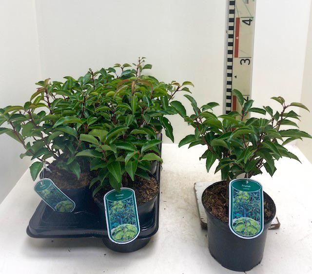 Prunus lusitanica - pot - 40-50 cm - struik