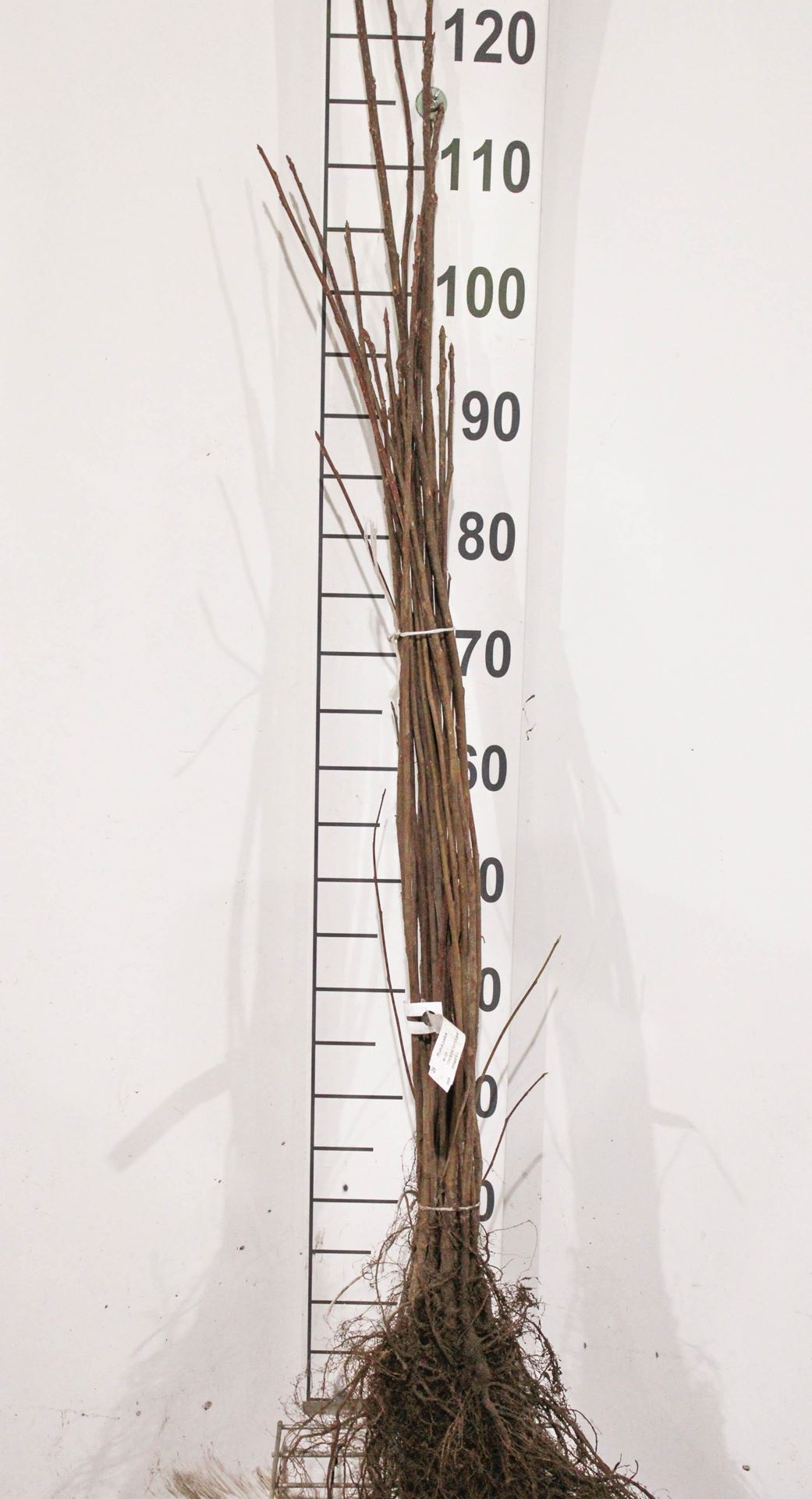 Prunus padus - blote wortel - 90-120 cm afbeelding