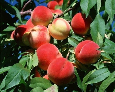 Prunus persica'Charles Ingouf'- blote wortel - struik afbeelding
