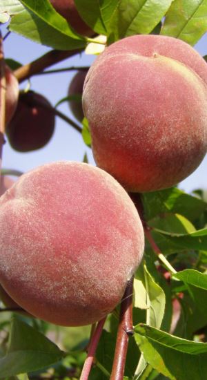 Prunus persica'Fertile de Septembre'- blote wortel - struik afbeelding