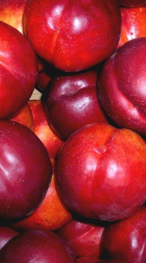 Prunus persica var. nucipersica - blote wortel - struik afbeelding