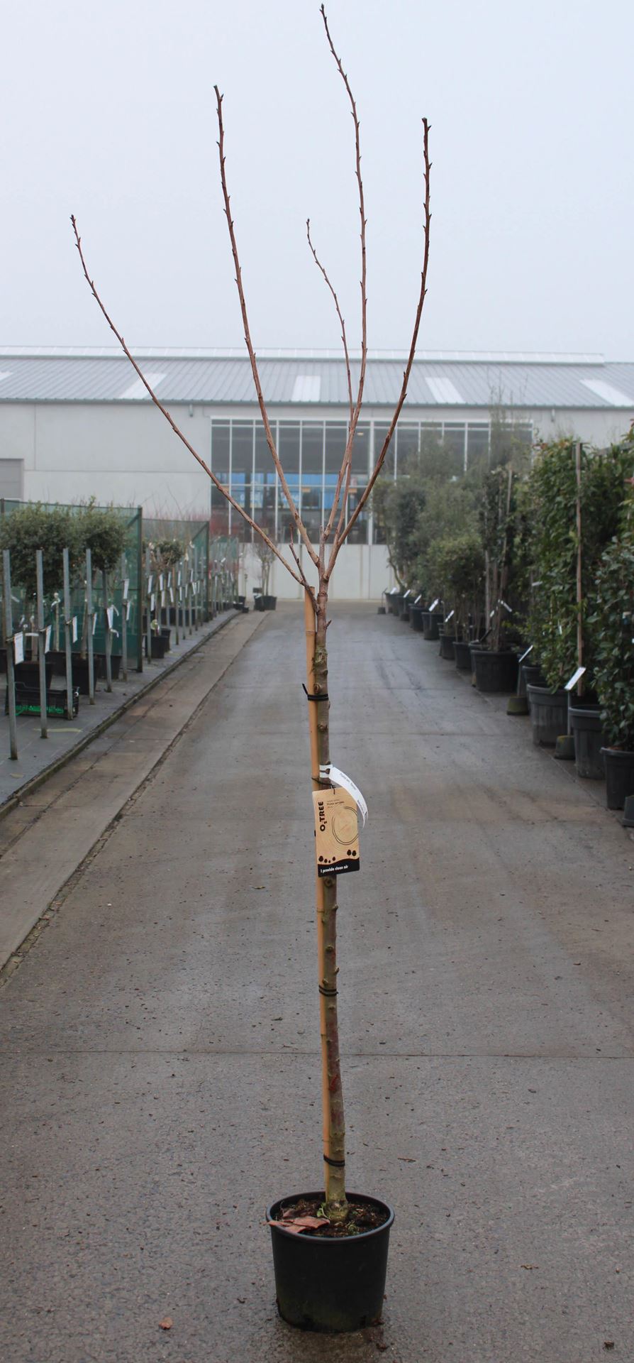 Prunus serrulata'Kanzan'- pot 10L - geënt op stamhoogte 120 cm afbeelding