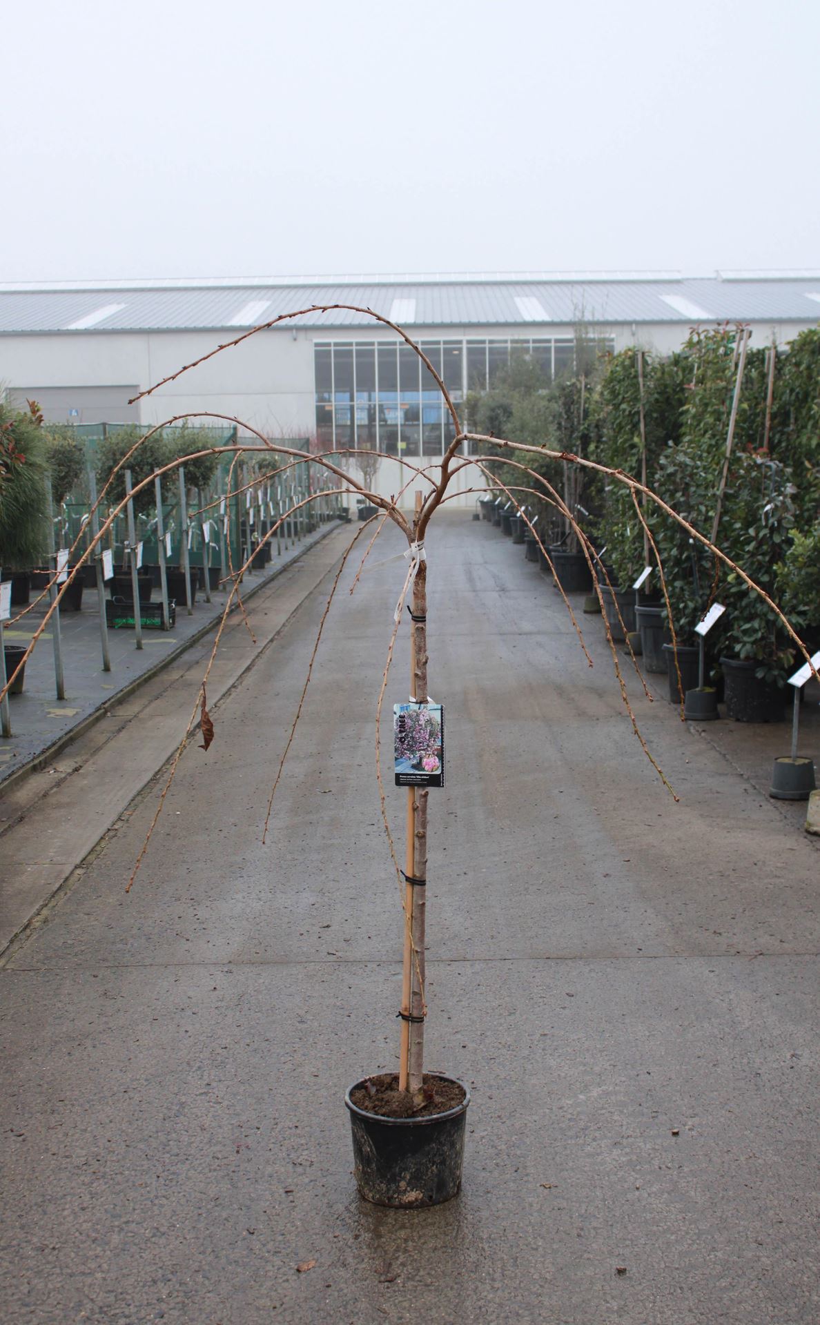 Prunus'Kiku-shidare-zakura'- pot 10L - geënt op stamhoogte 120 cm afbeelding
