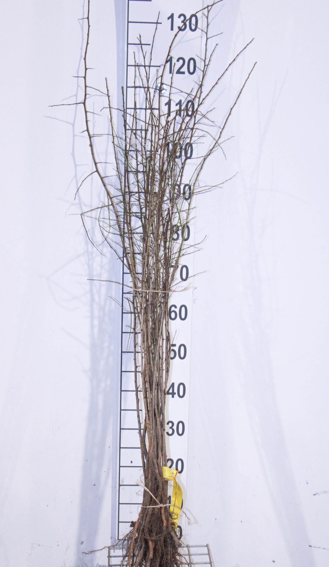 Prunus spinosa - blote wortel - 60-90 cm afbeelding
