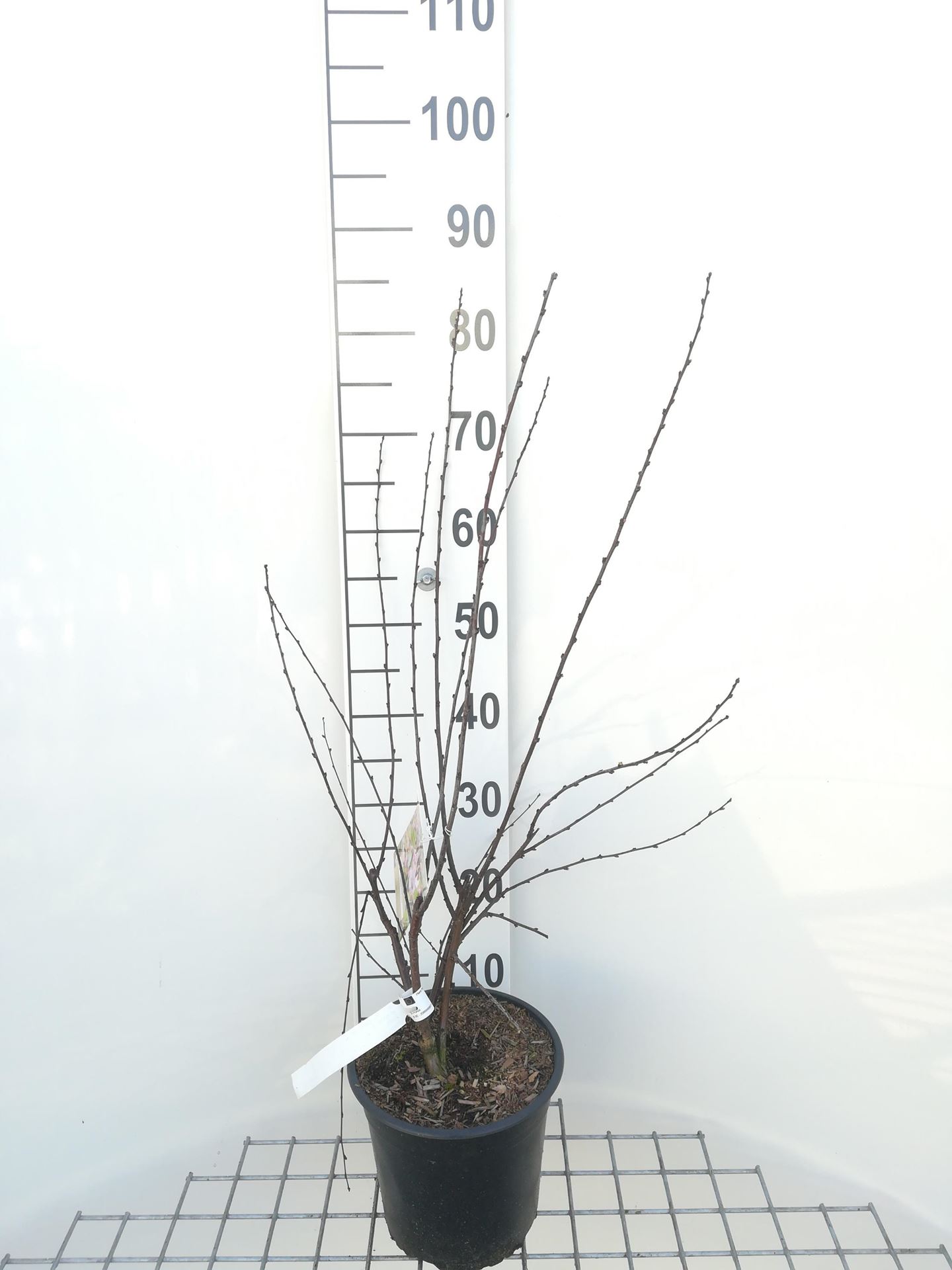 Prunus triloba - pot - 50-60 cm afbeelding