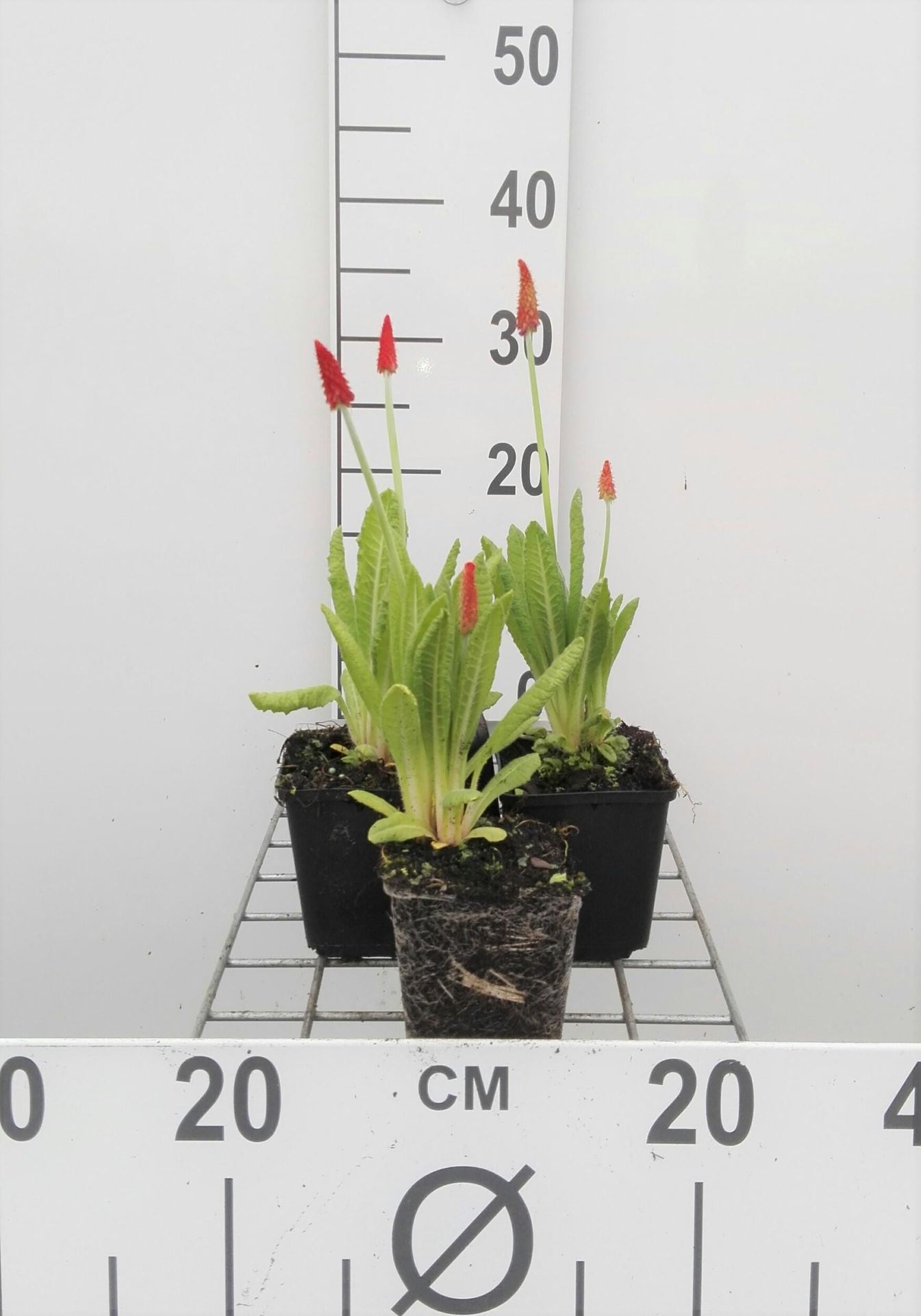 Primula vialii - pot 9x9 cm - Orchideeprimula afbeelding