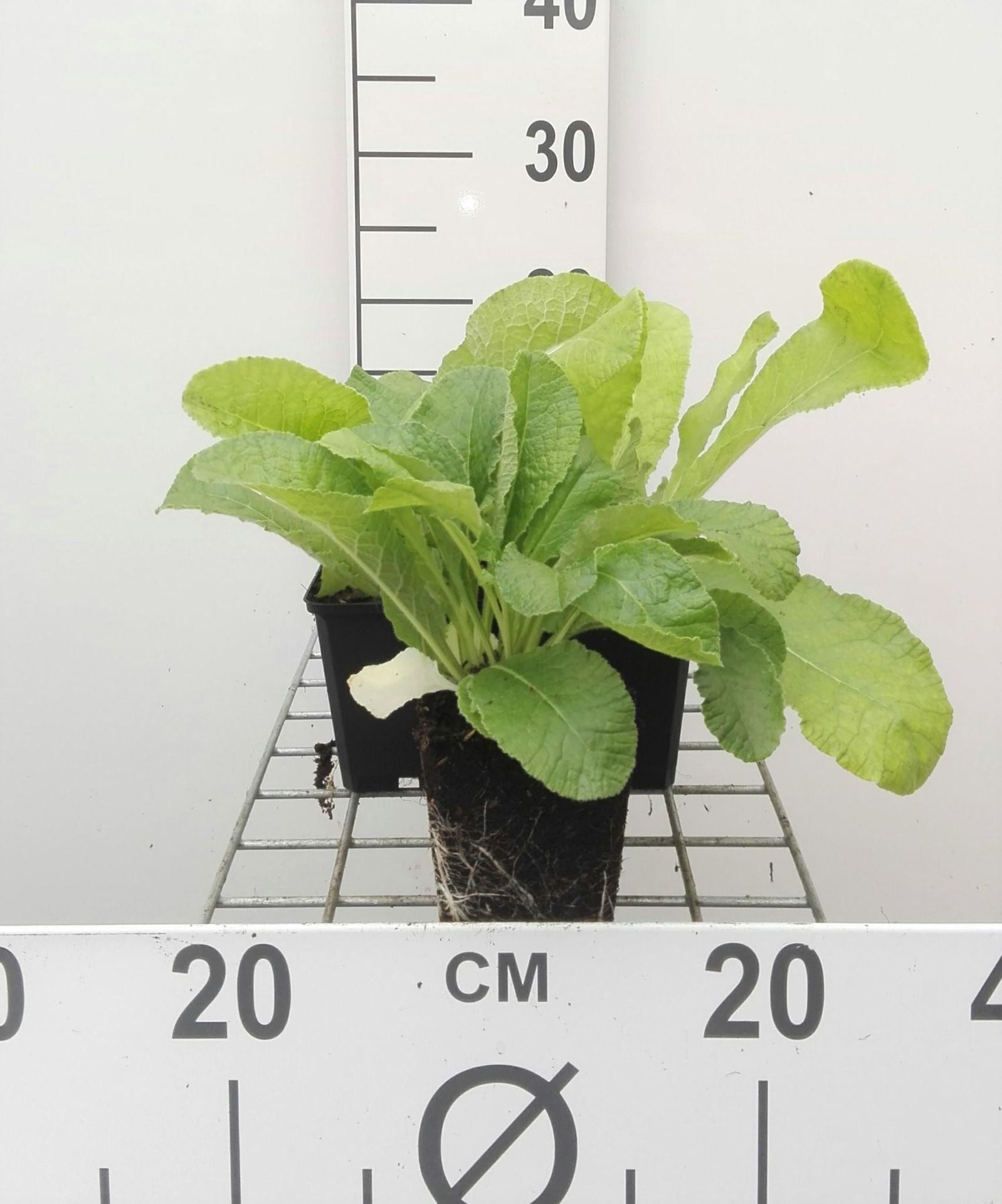 Primula vulgaris - pot 9x9 cm afbeelding