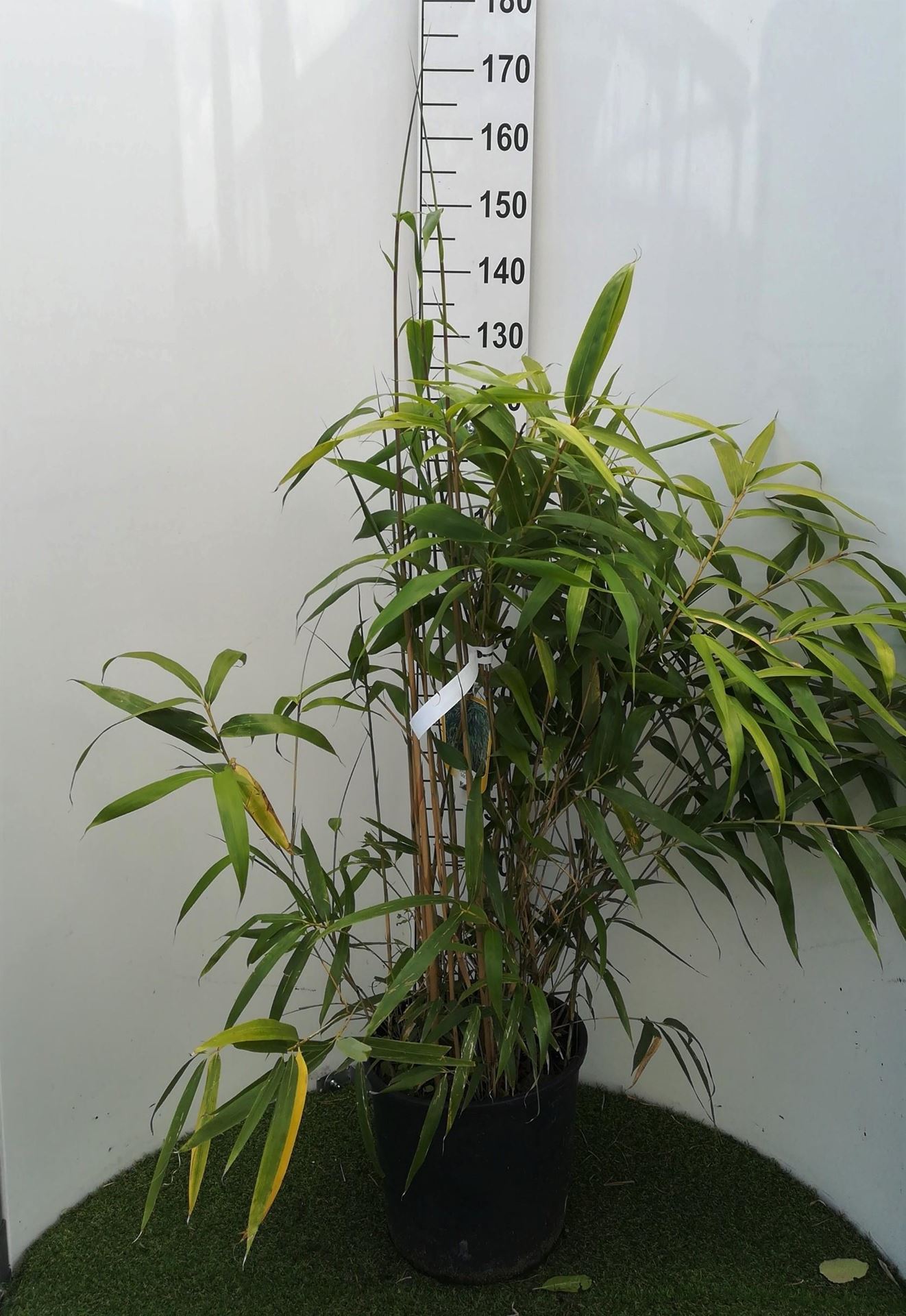 Pseudosasa japonica - pot 18L - 125-150 cm afbeelding