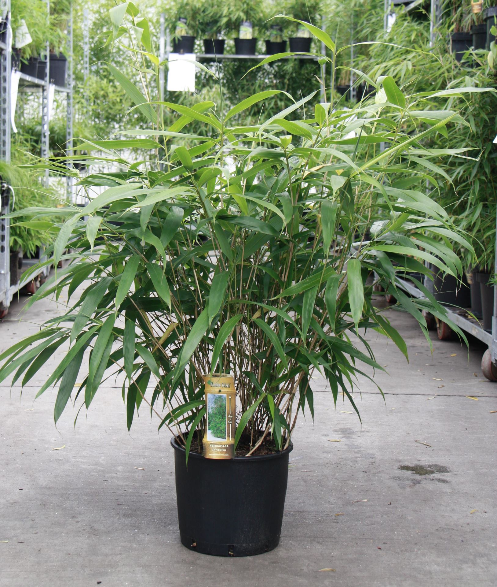 Pseudosasa japonica - pot 10L - 80-100 cm afbeelding