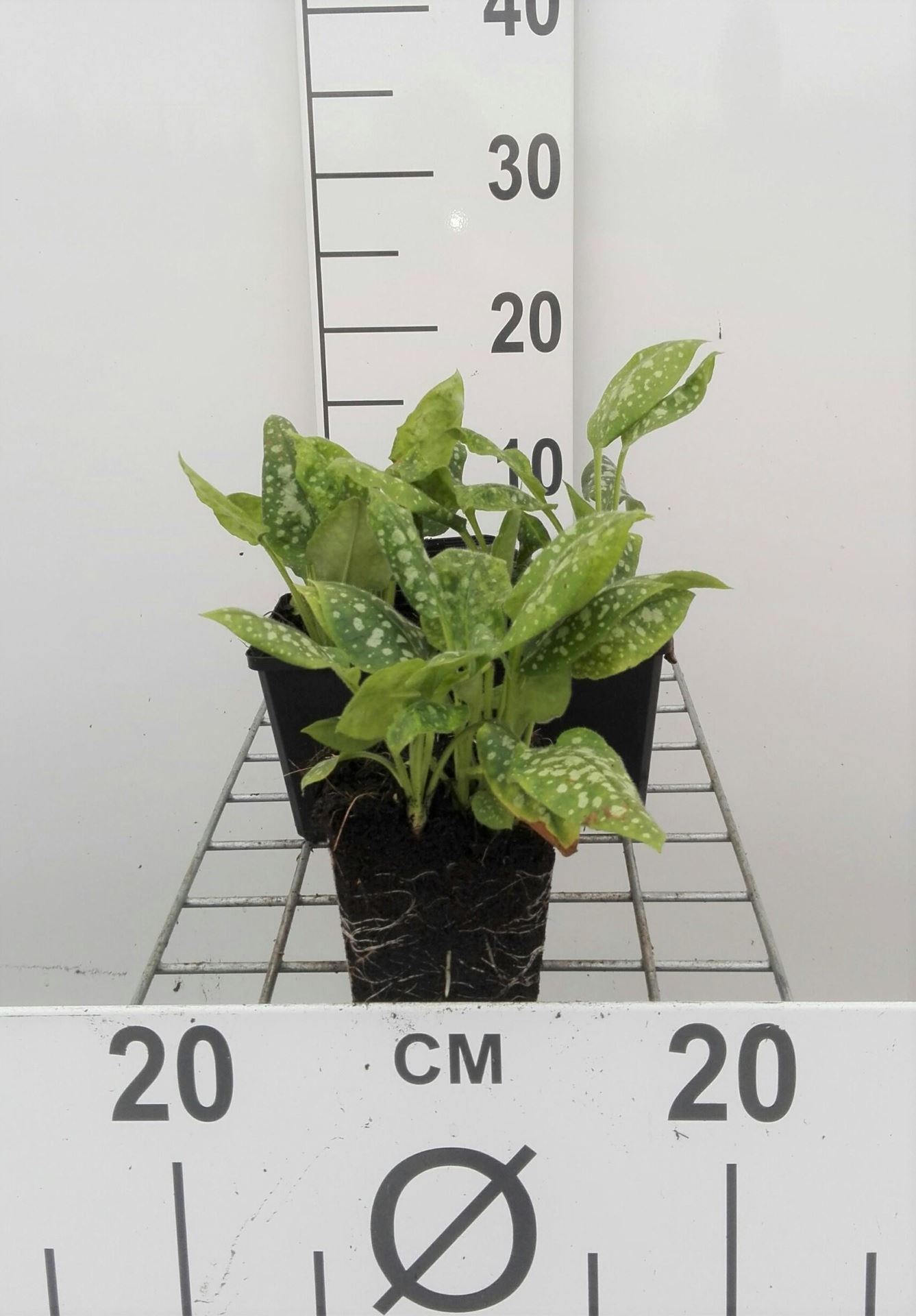 Pulmonaria officinalis'Sissinghurst White'- pot 9x9 cm afbeelding