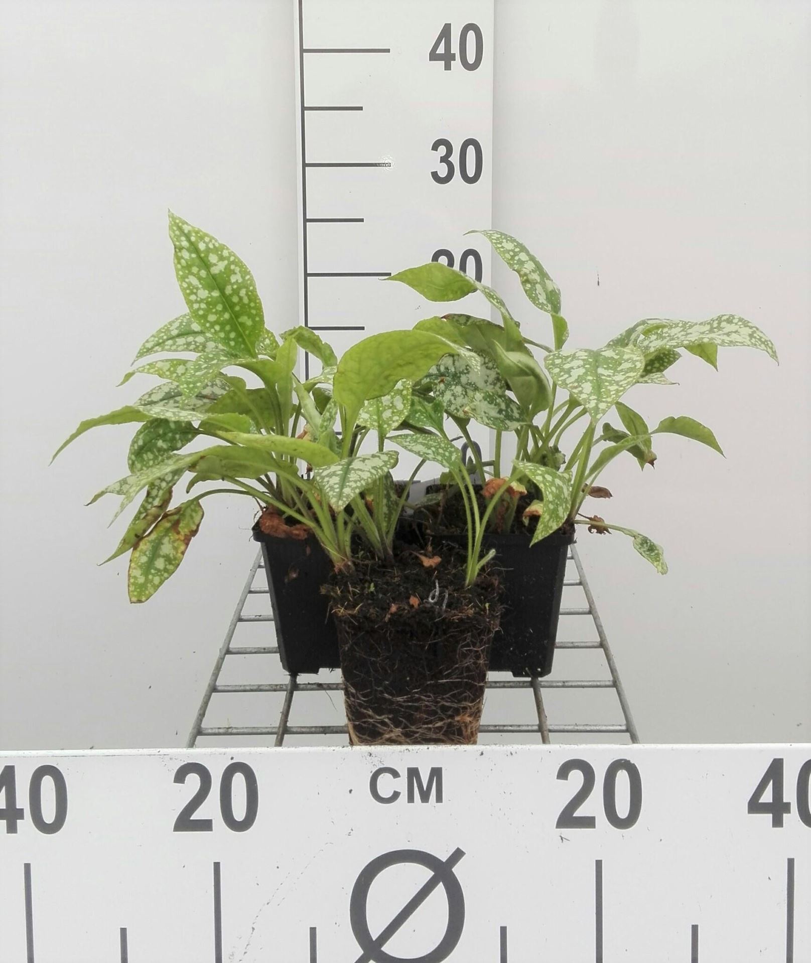 Pulmonaria saccharata 'Mrs Moon' - pot 9x9 cm