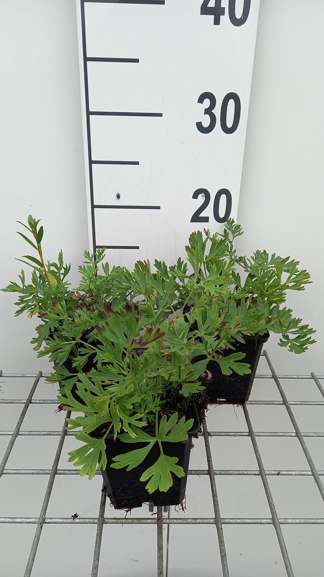 Pulsatilla vulgaris'Röde Klokke'- pot 9x9 cm afbeelding