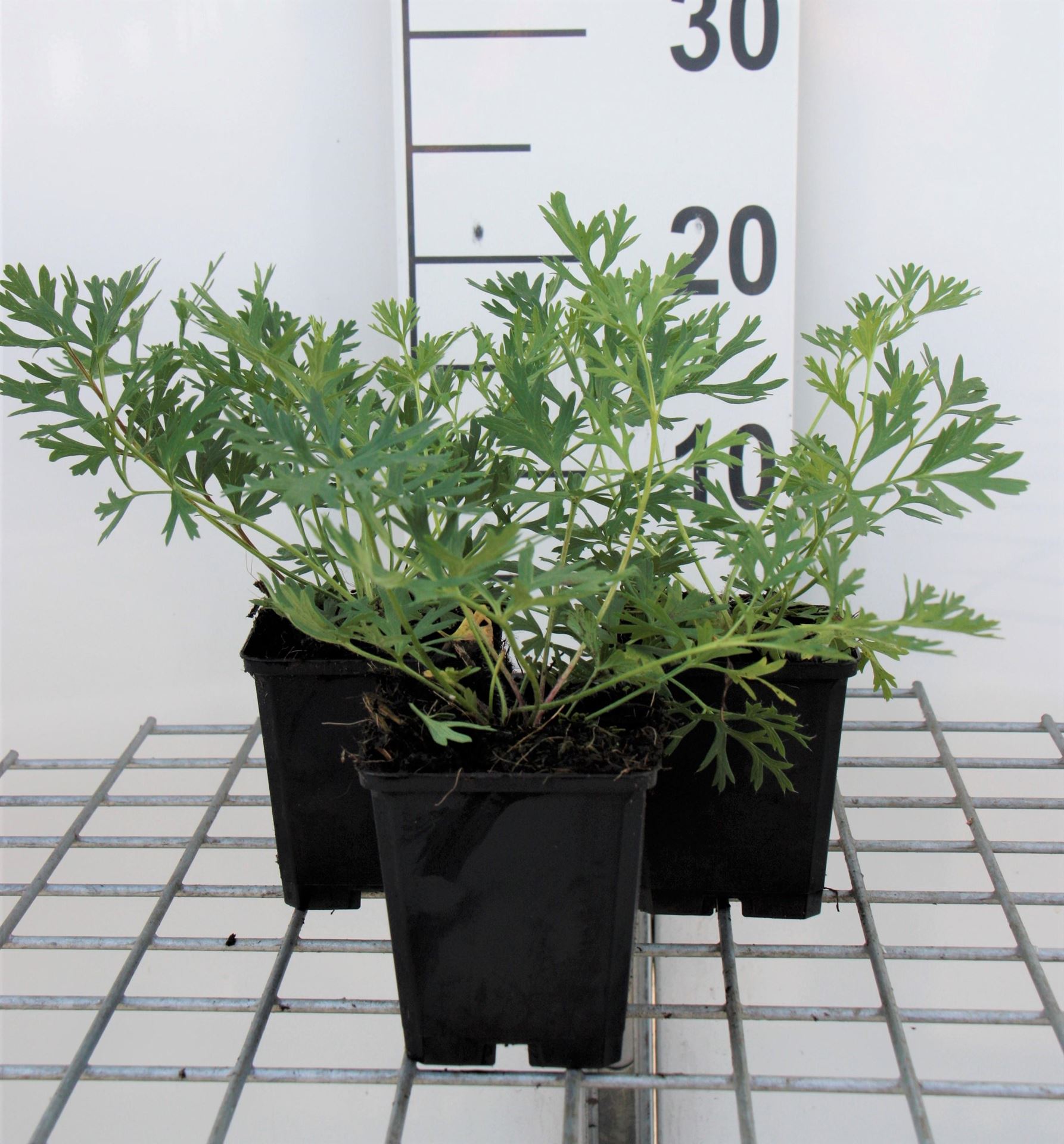 Pulsatilla vulgaris - pot 9x9 cm - Wildemanskruid afbeelding