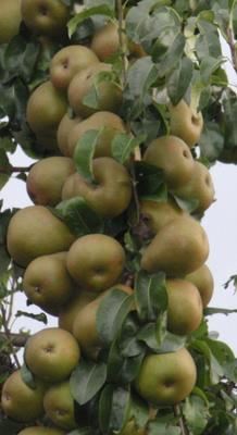 Pyrus communis'Beurré Hardy'(Gellerts Butterbirne) - blote wortel - struik afbeelding