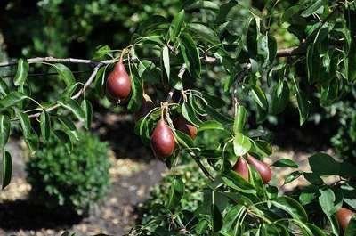 Pyrus communis'Bonne Louise d'Avranches'(Bonne Louise, Gute Louise von Avranches) - blote wortel - struik afbeelding