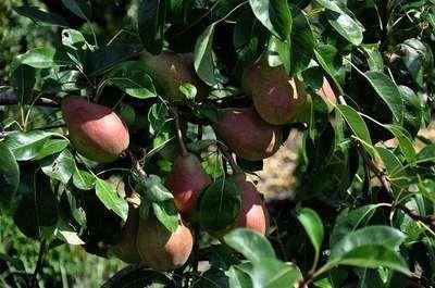 Pyrus communis'Clapp's Favourite'(Clapps Liebling, Frühe Clapps) - blote wortel - struik afbeelding