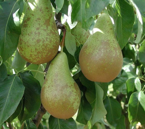 Pyrus communis'Conference'- blote wortel - struik afbeelding