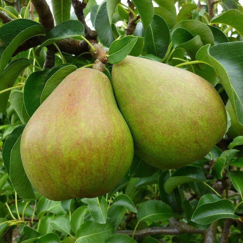 Pyrus communis'Doyenné du Comice'(Comice, Vereins Dechantsbirne) - blote wortel - struik afbeelding