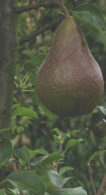 Pyrus communis'Beurré Durondeau'- blote wortel - struik afbeelding