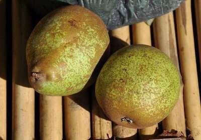 Pyrus communis'Comtesse de Paris'(Gräfin von Paris, Paris) - blote wortel - struik afbeelding