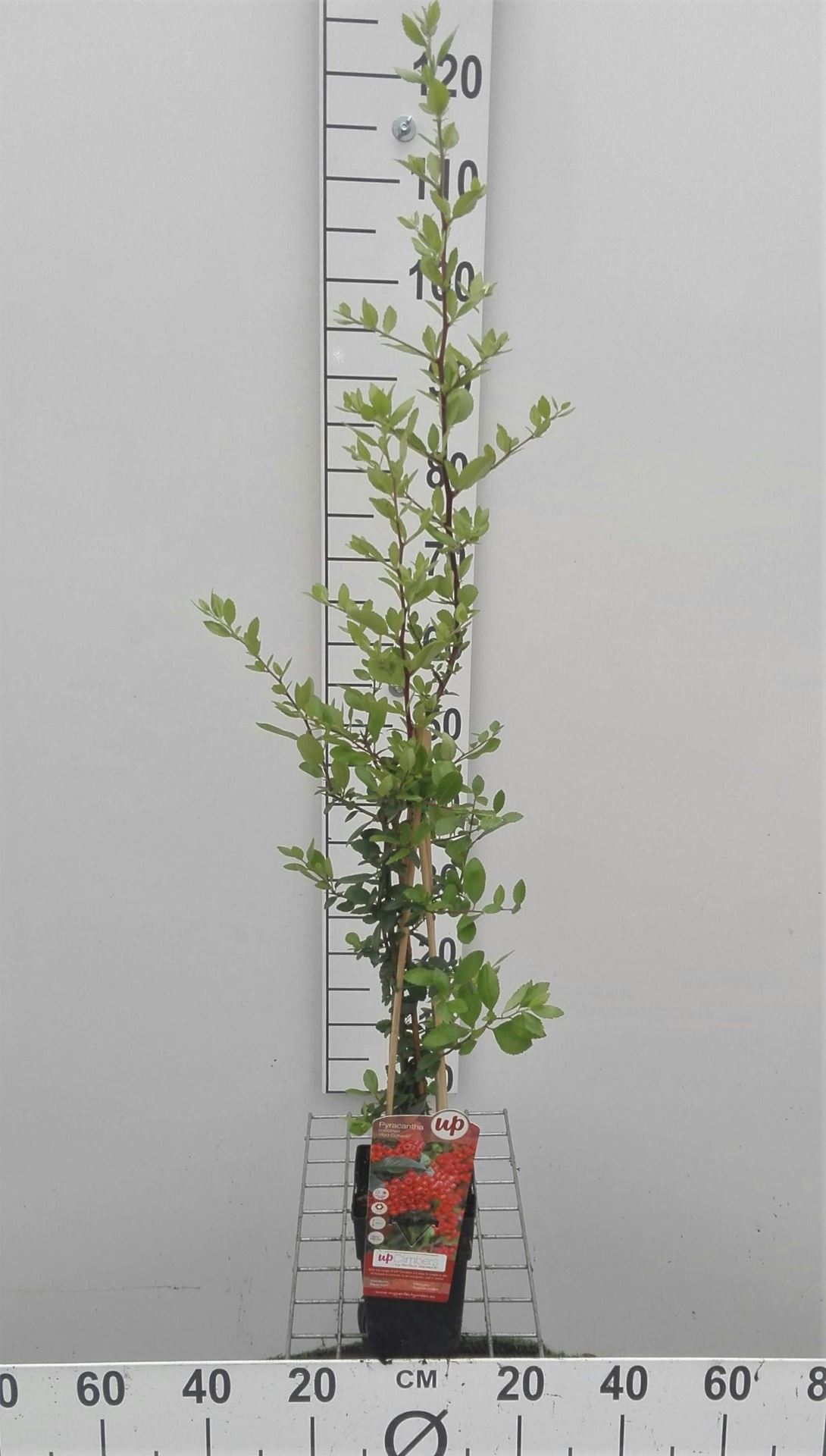 Pyracantha coccinea 'Red Column' - pot - 50-60 cm -