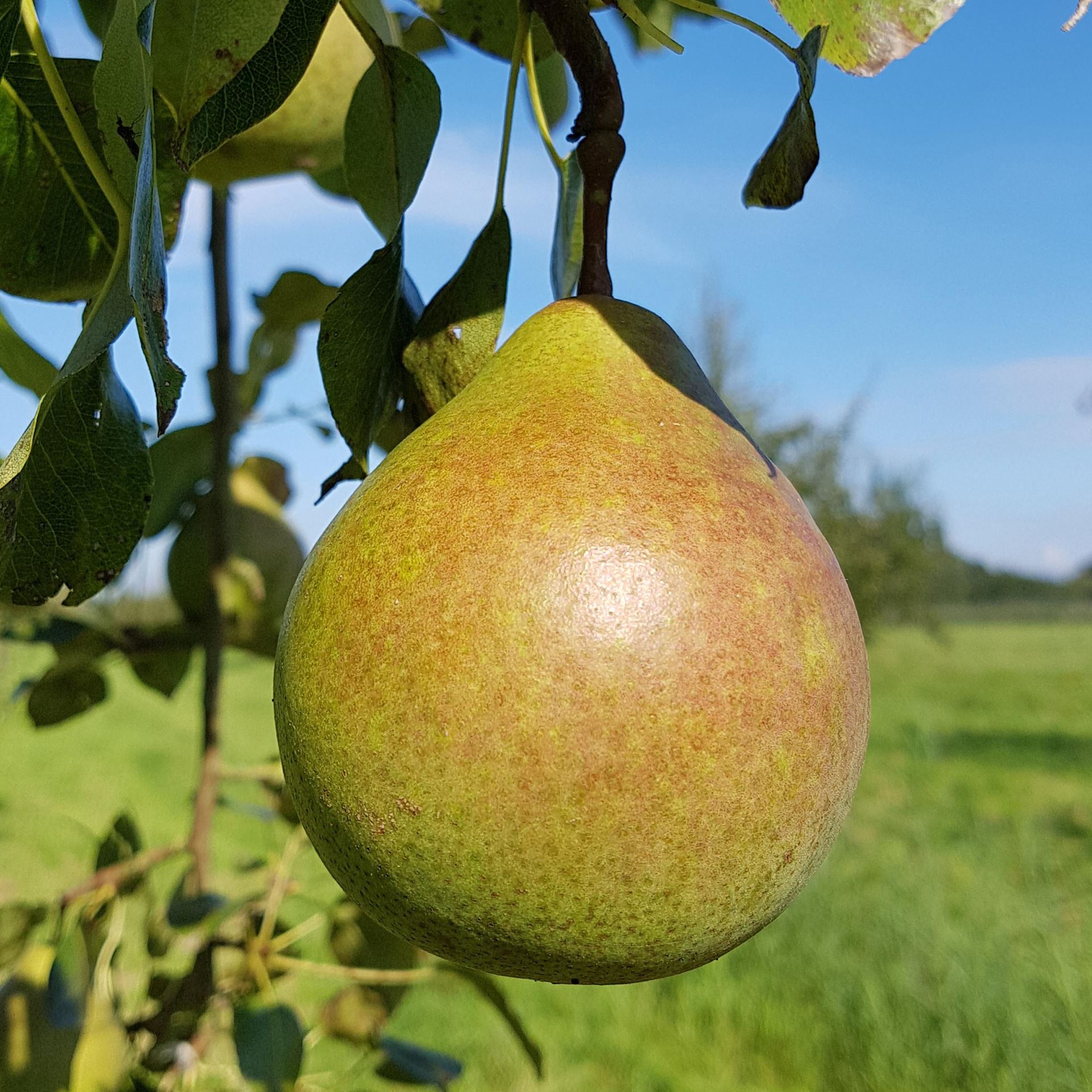 Pyrus communis'Saint Rémy'- blote wortel - struik afbeelding