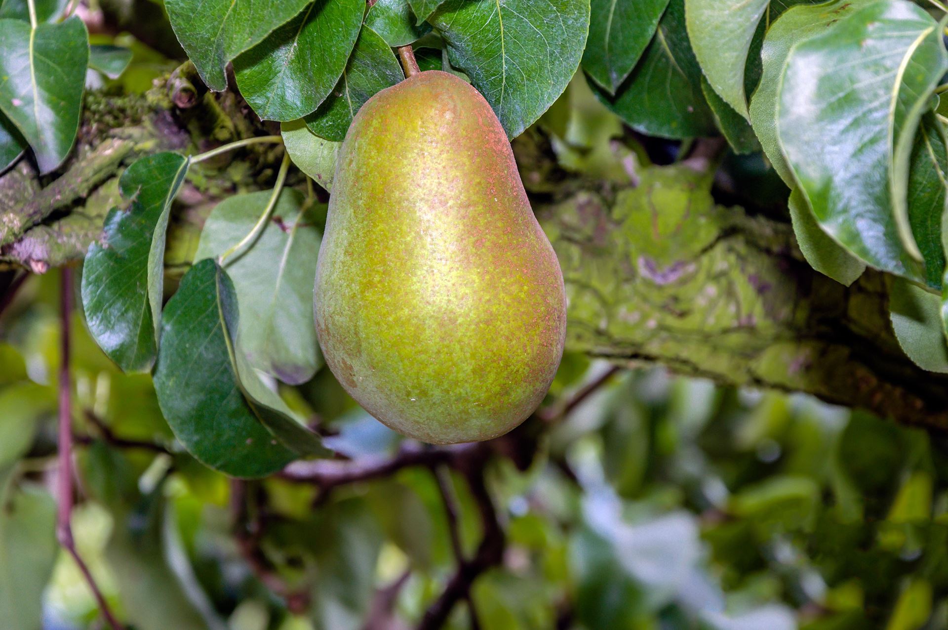 Pyrus communis'Triomphe de Vienne'- blote wortel - struik afbeelding