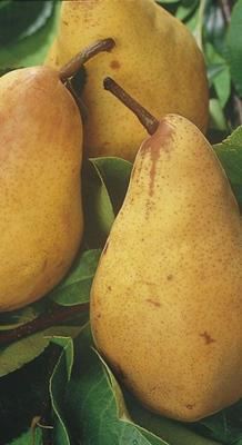 Pyrus communis'Williams'- blote wortel - struik afbeelding