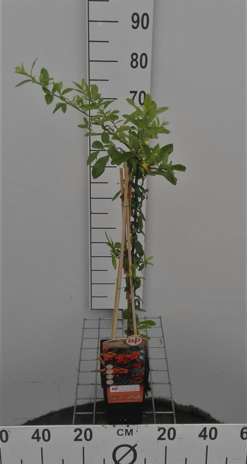 Pyracantha 'Orange Glow' - pot - 50-60 cm