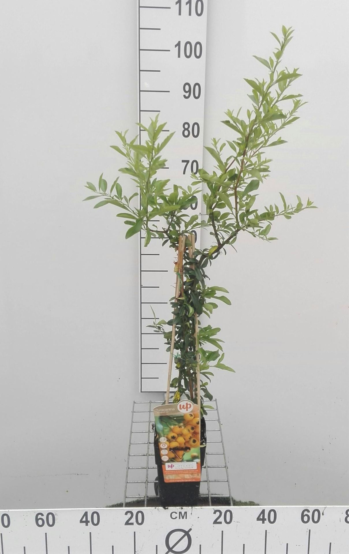Pyracantha 'Soleil d'Or' - pot - 50-60 cm