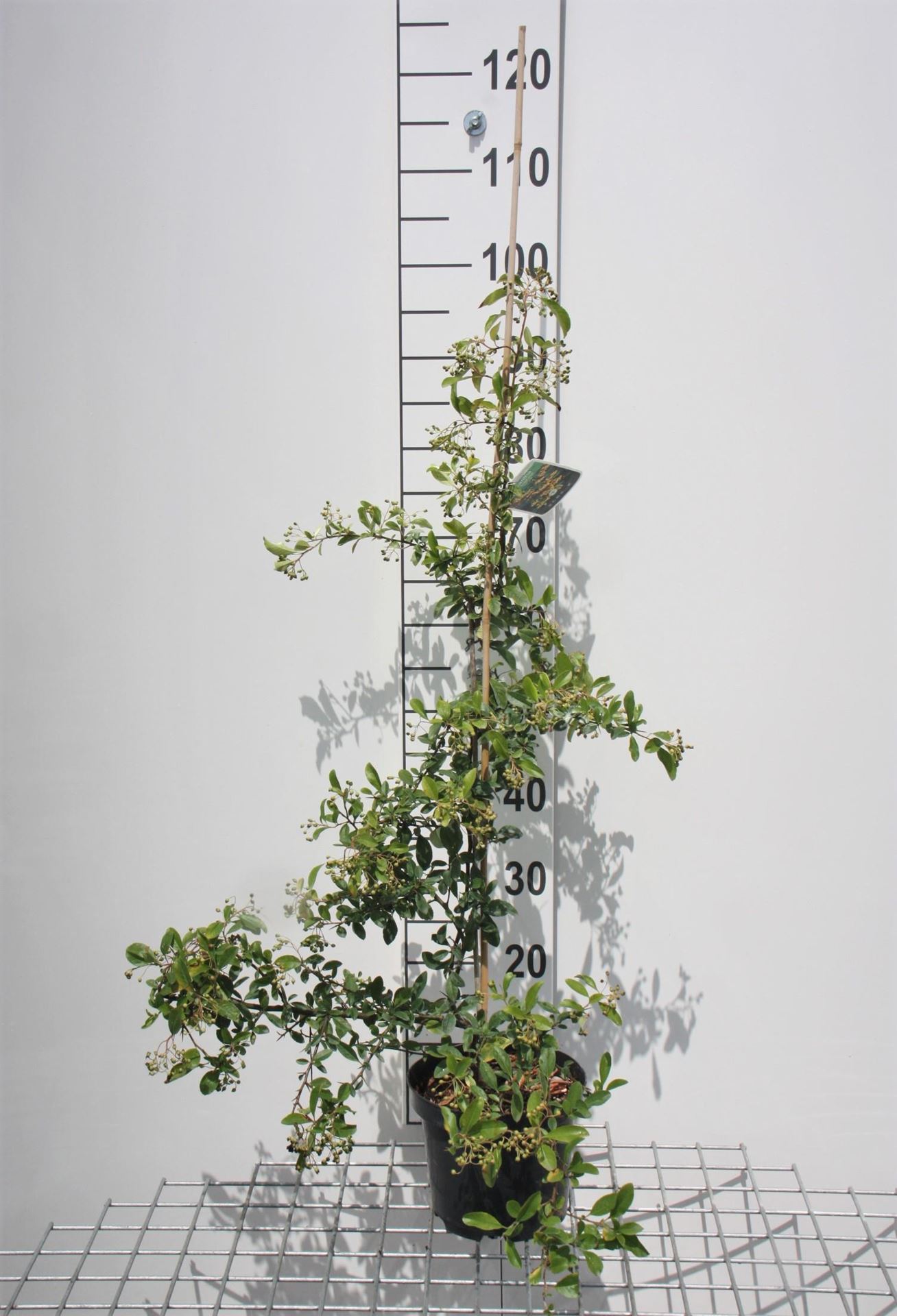 Pyracantha 'Soleil d'Or' - pot 3L - 80-100 cm